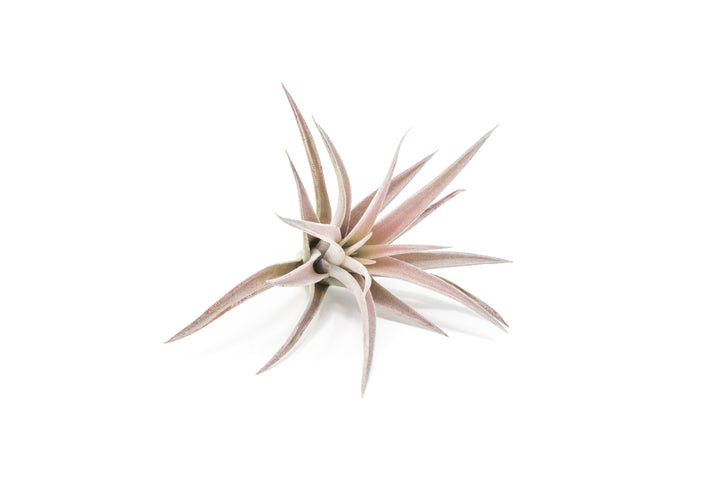 Wholesale - The Inca Collection of Tillandsia Air Plants
