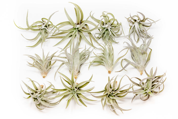 twelve tillandsia harrisii air plants