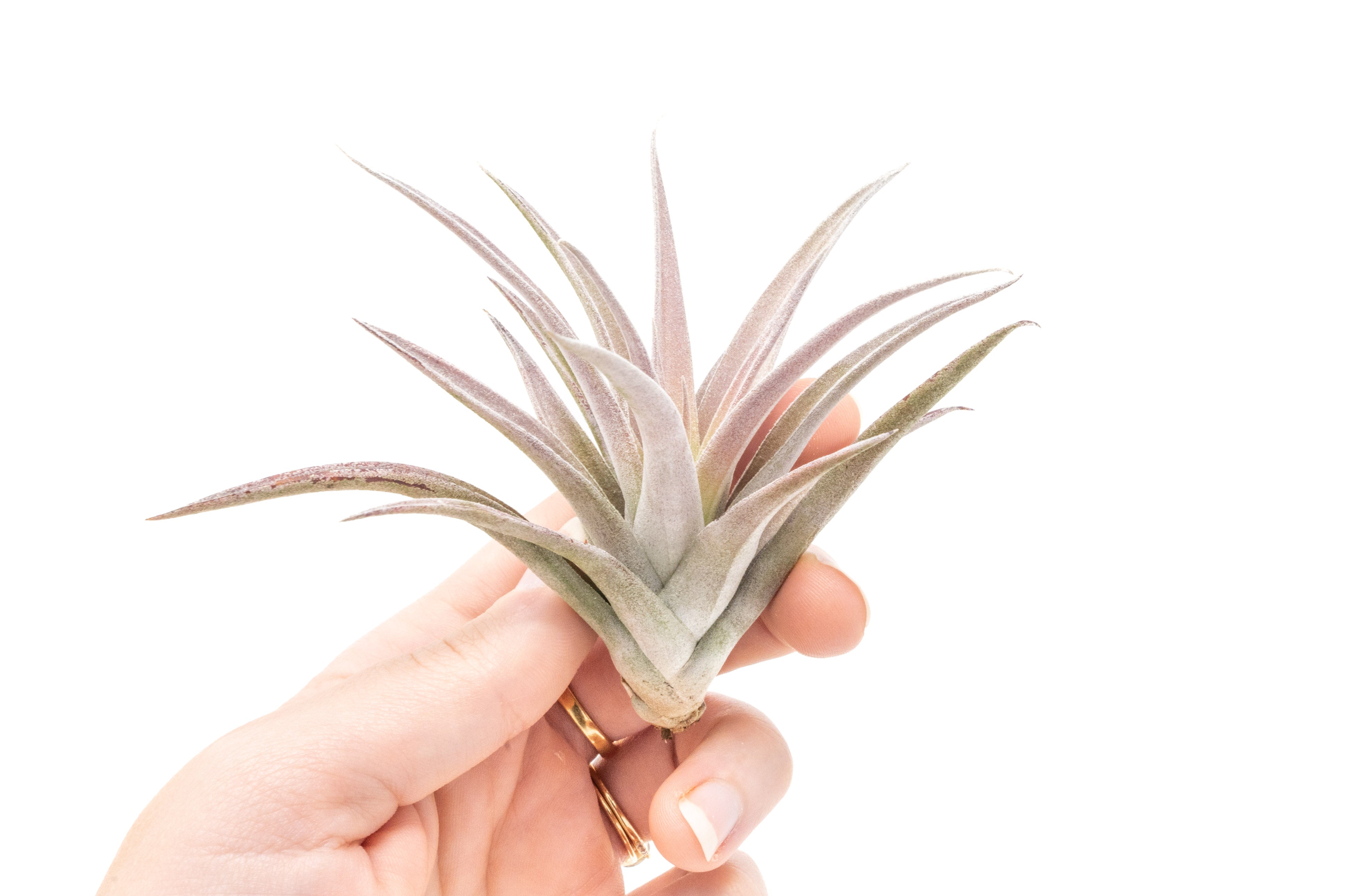 aglaonema creta Aglaonema 'Creta'