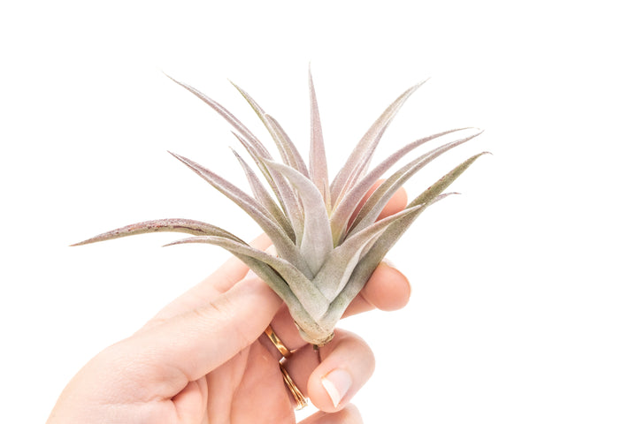 hand holding a blushing tillandsia harrisii air plant
