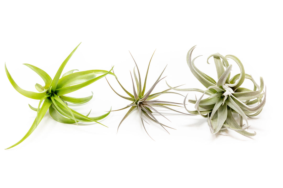 Tillandsia abdita, tenuifolia, and harrisii air plants