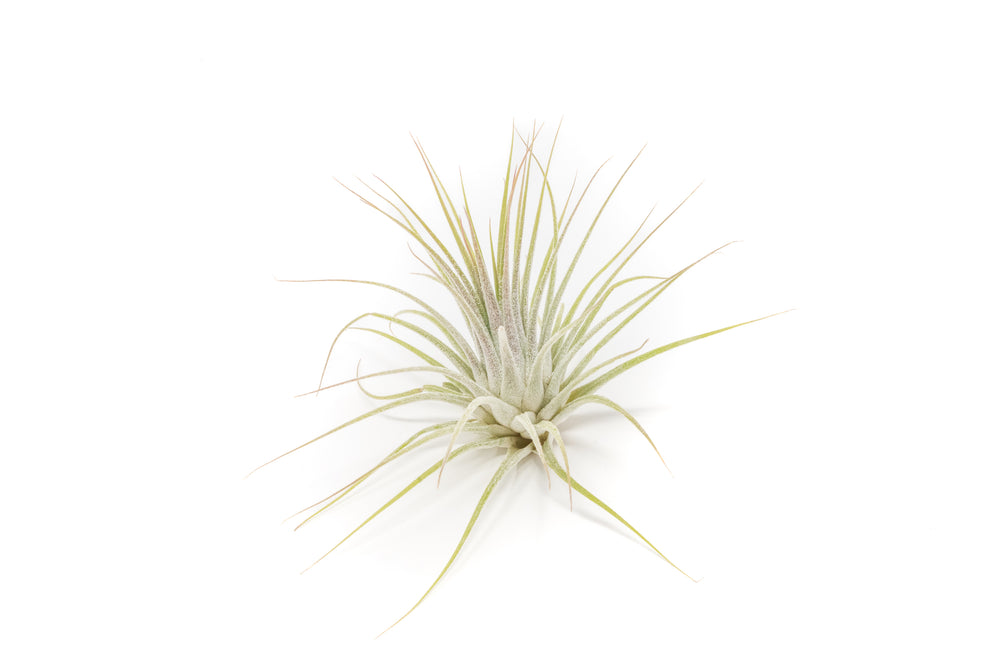 tillandsia ionantha guatemala air plant