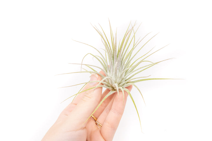 Wholesale - Large Tillandsia Ionantha Guatemala Air Plants