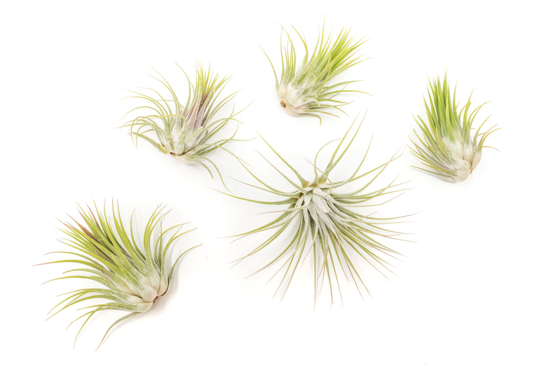 Wholesale - Large Tillandsia Ionantha Guatemala Air Plants