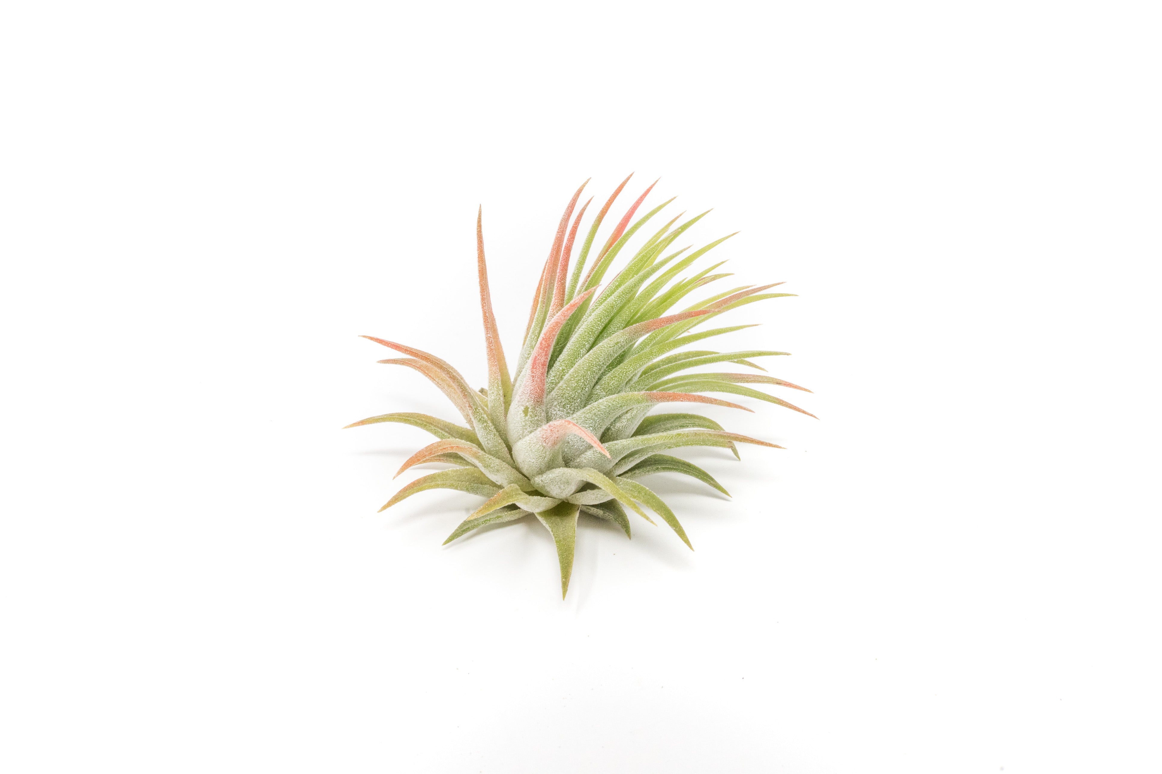 air plant rubra Tillandsia Ionantha Rubra Air Plants