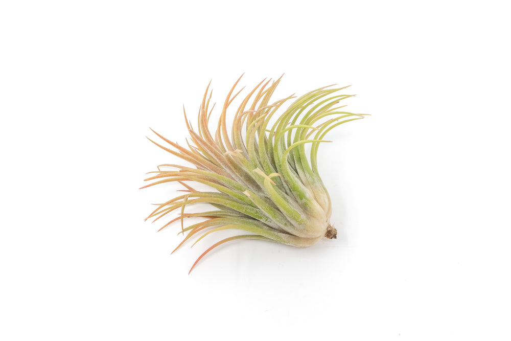 large blushing tillandsia ionantha rubra air plant