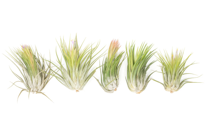 5 XL tillandsia ionantha scaposa air plants