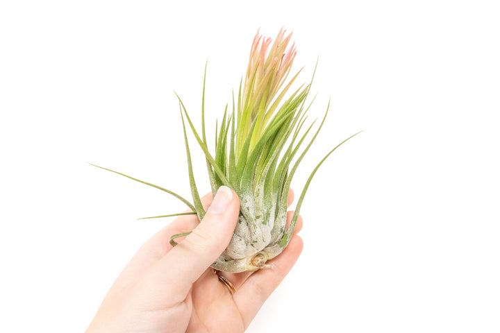 hand holding a blushing xl tillandsia ionantha scaposa air plant