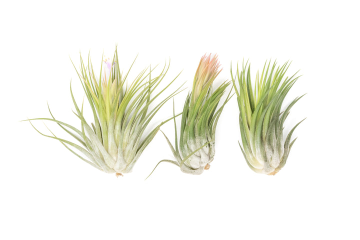 3 xl tillandsia ionantha scaposa air plants