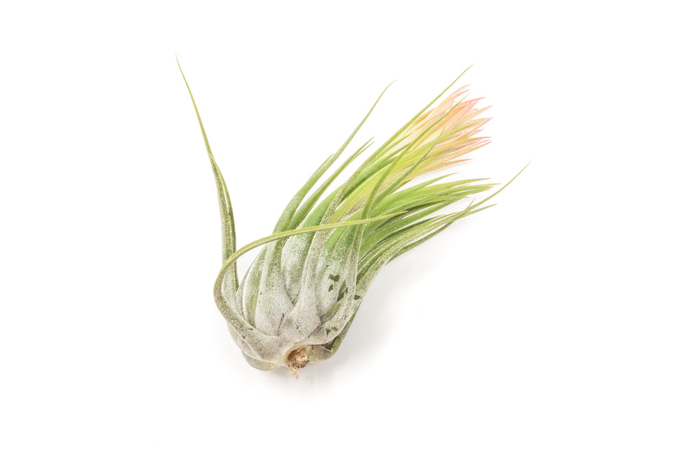 blushing xl tillandsia ionantha scaposa air plant