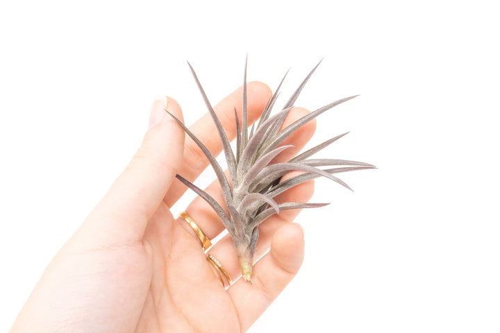 hand holding purple tillandsia jonesii air plant