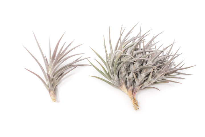 purple tillandsia jonesii single and clump air plants