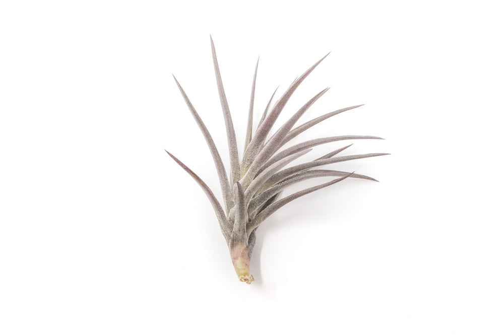 purple tillandsia jonesii air plant