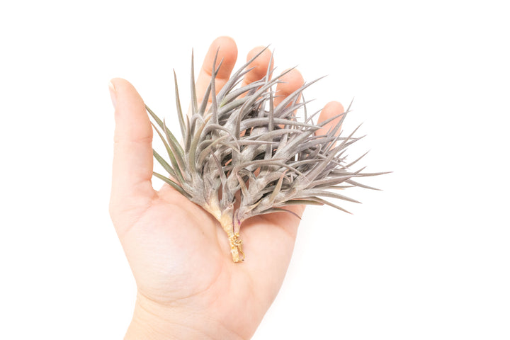 hand holding purple tillandsia jonesii air plant clump