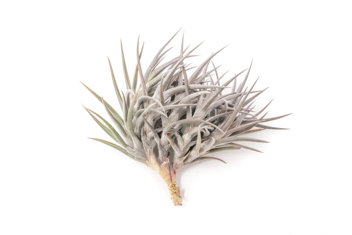 purple tillandsia jonesii air plant clump