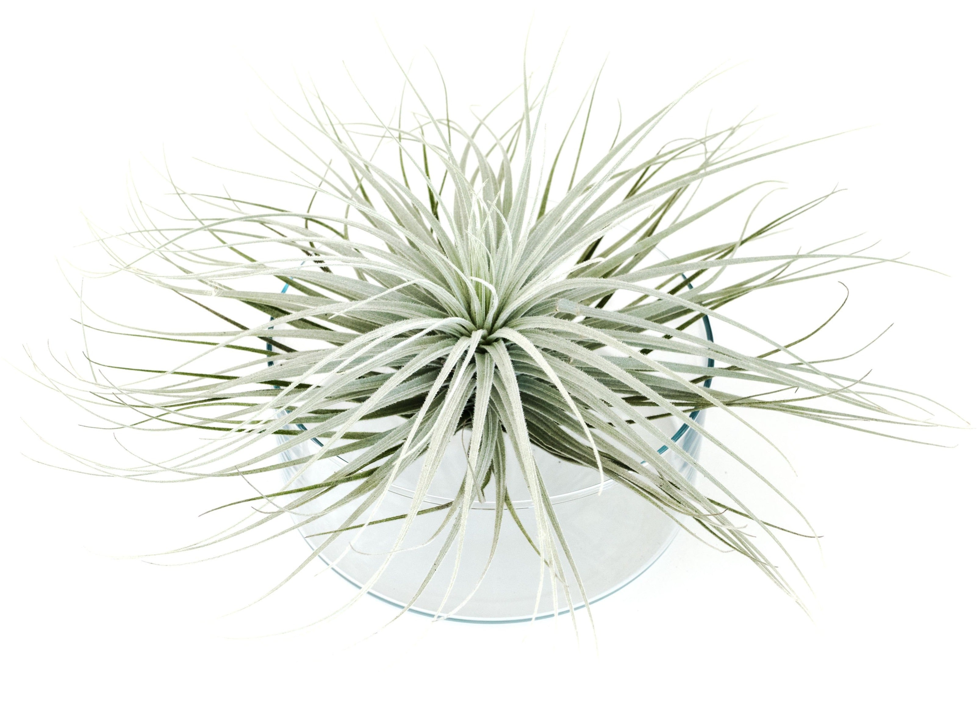 Giant Tillandsia Tectorum Ecuador Air Plants