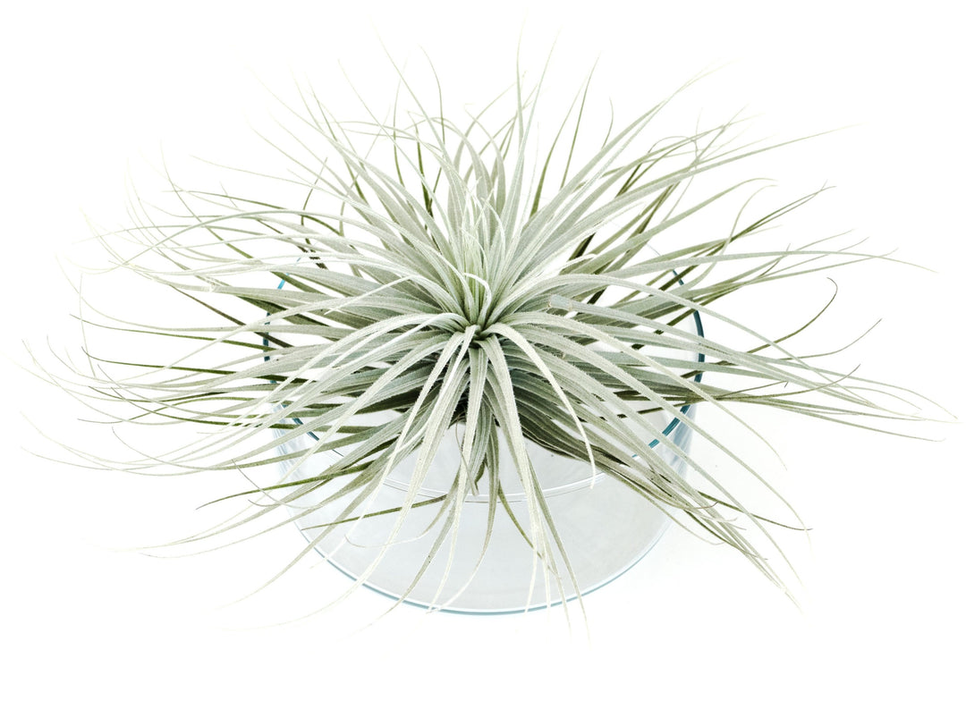 giant tillandsia tectorum ecuador air plant