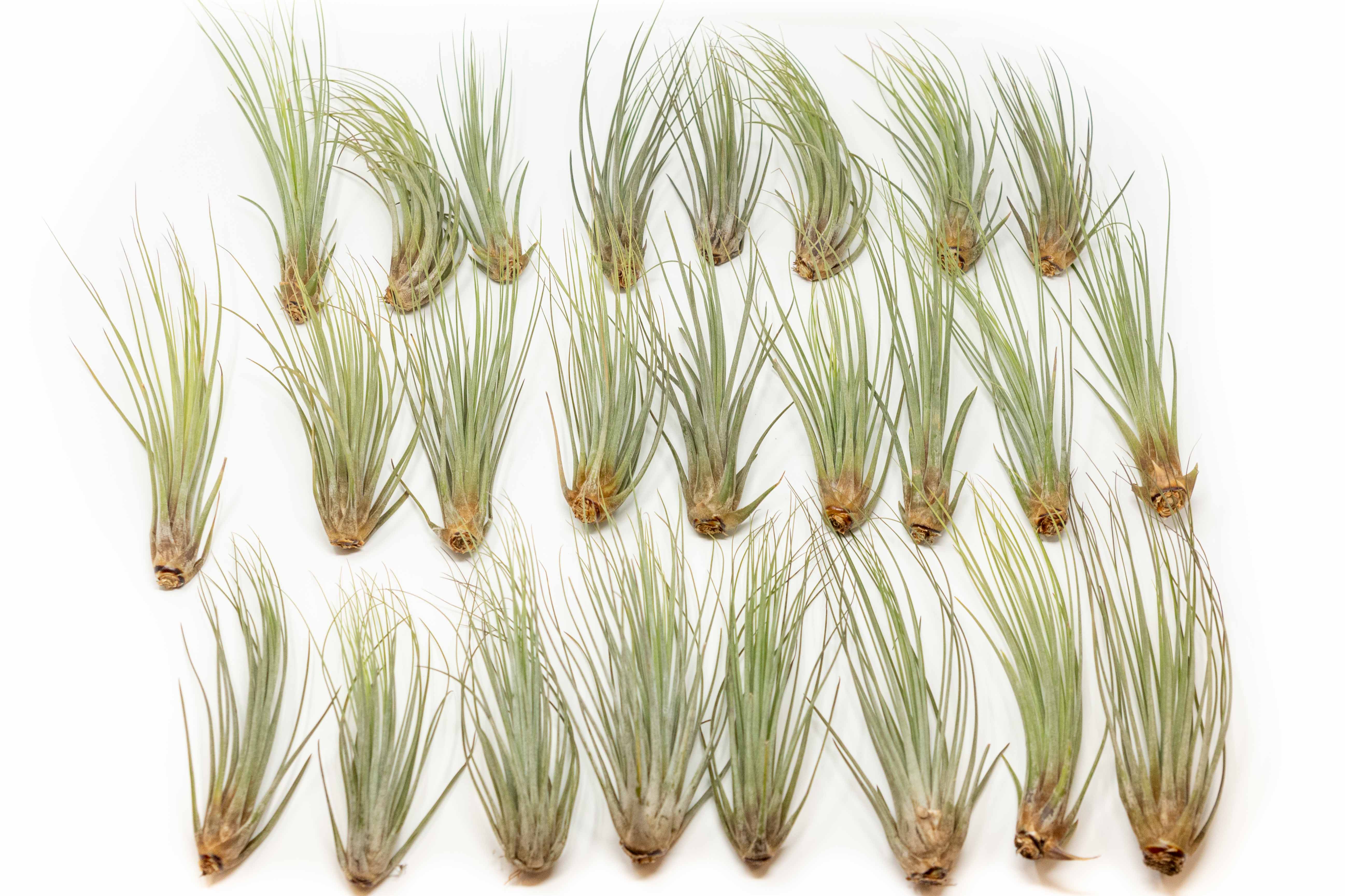 Large Tillandsia Juncea Air Plants / 8-12 Inch Plants