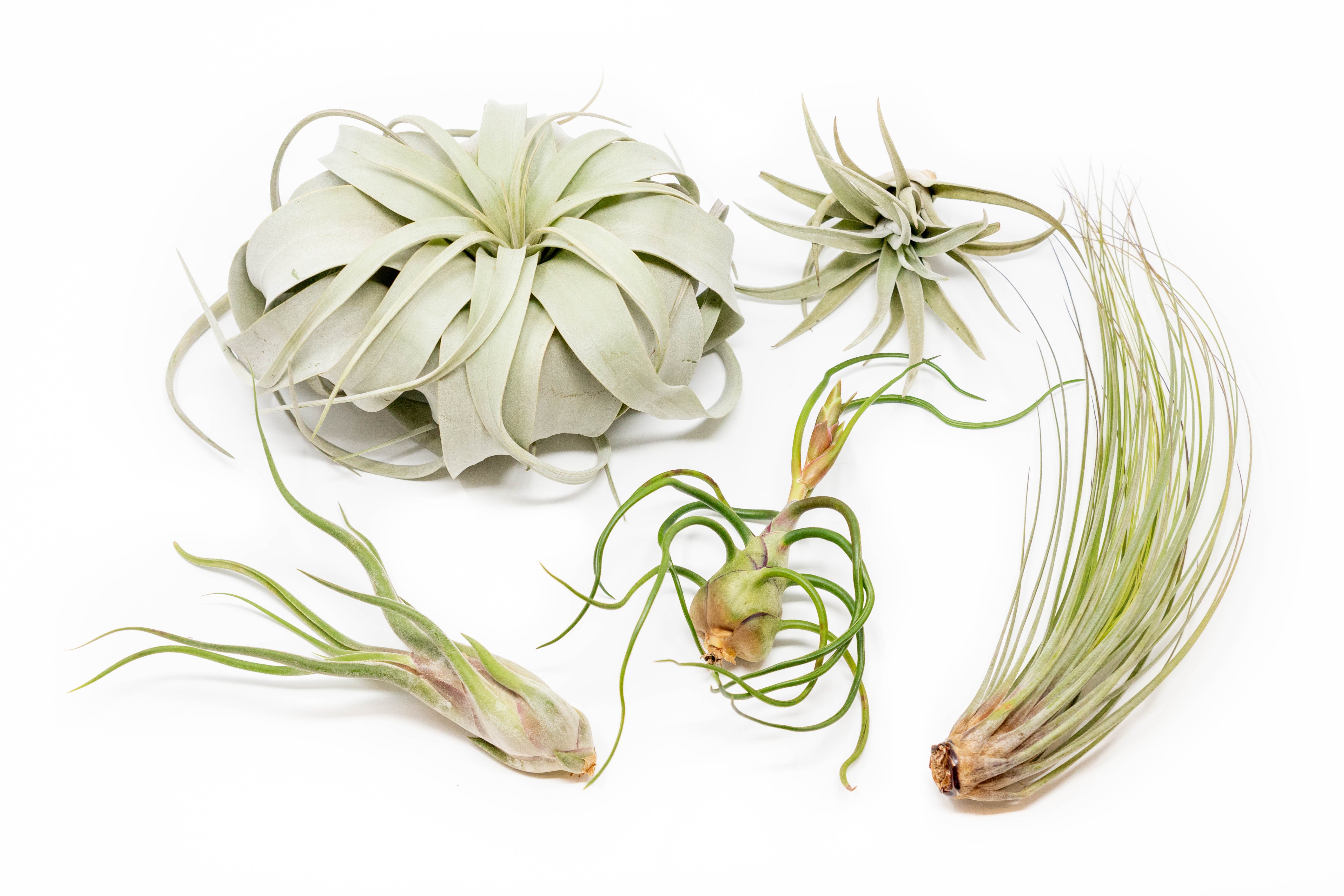 Large Tillandsia Air Plants Variety Pack - 5 Big Plants