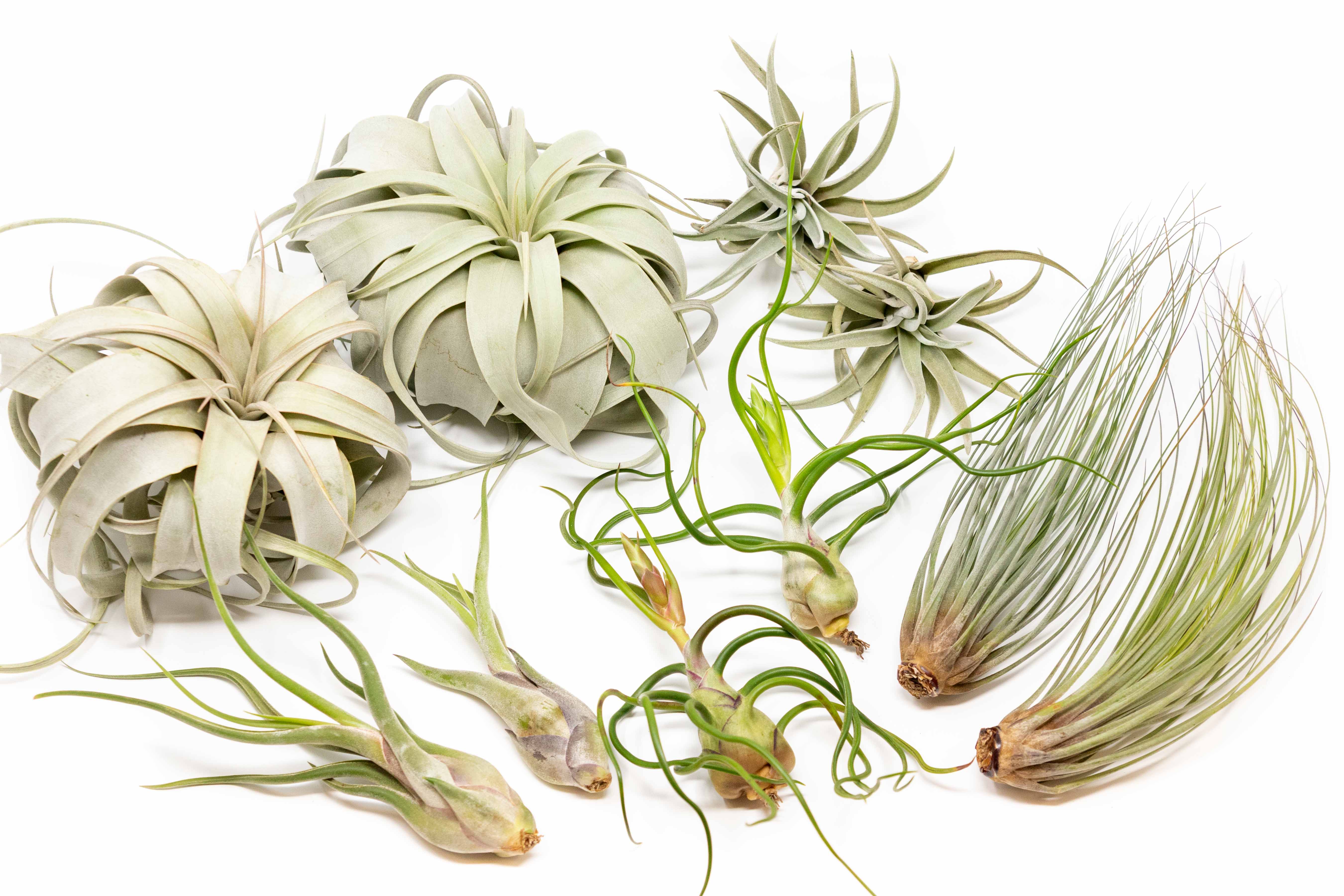 all air plants Large Tillandsia Air Plant Variety - Set of 10, 15, or 20