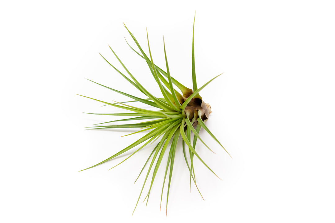 top facing view of a large tillandsia melanocrater air plant