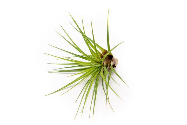 top facing view of a large tillandsia melanocrater air plant