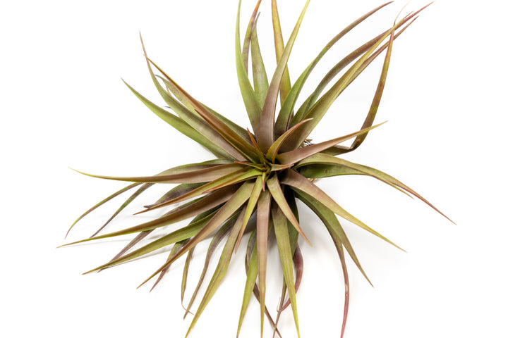 Tillandsia Novakii Air Plant