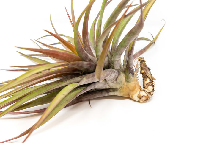 Tillandsia Novakii Air Plant