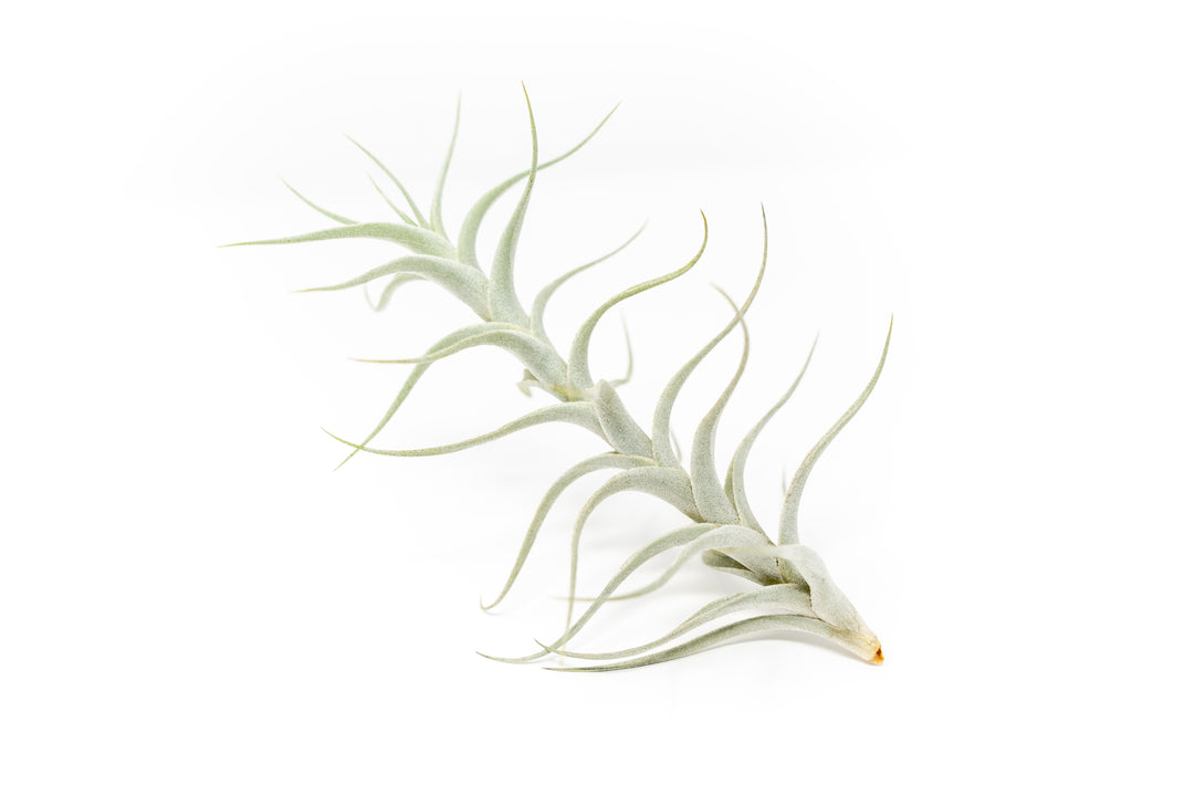 Wholesale - Tillandsia Albida 'Minor' Air Plants