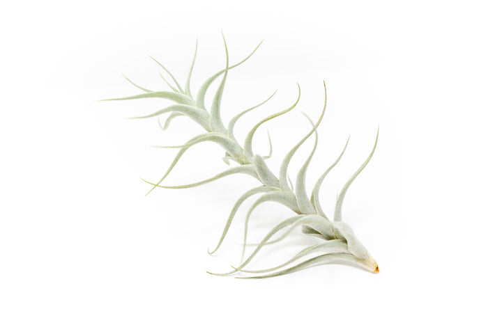 Wholesale - Tillandsia Albida 'Minor' Air Plants