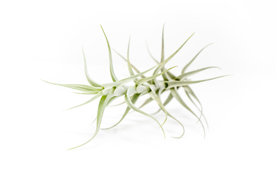 Wholesale - Tillandsia Albida 'Minor' Air Plants