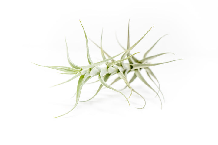 Wholesale - Tillandsia Albida 'Minor' Air Plants
