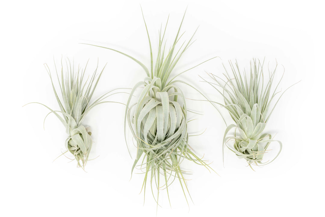 three tillandsia gardneri air plants