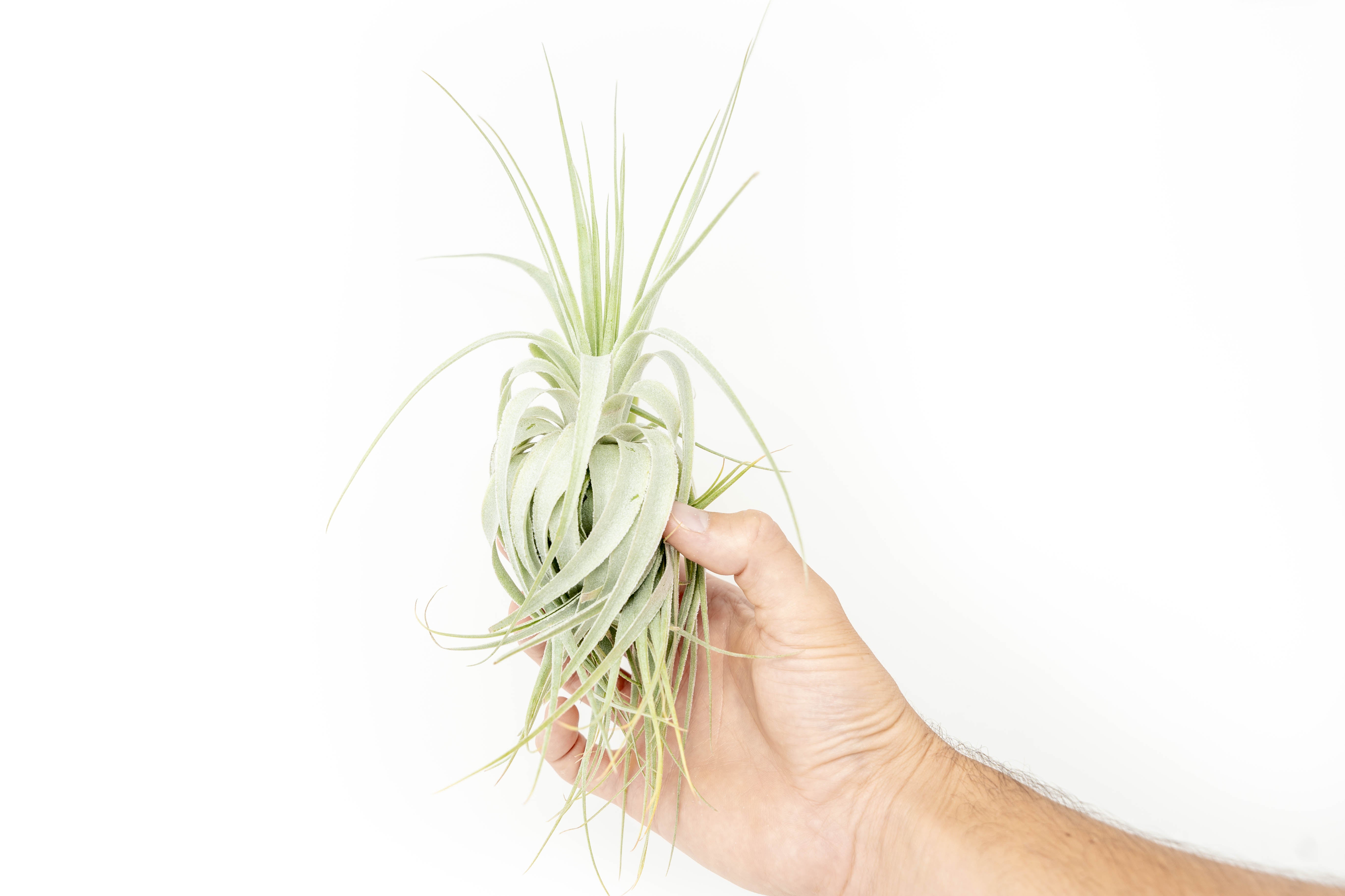 gardneri air plant Tillandsia Gardneri