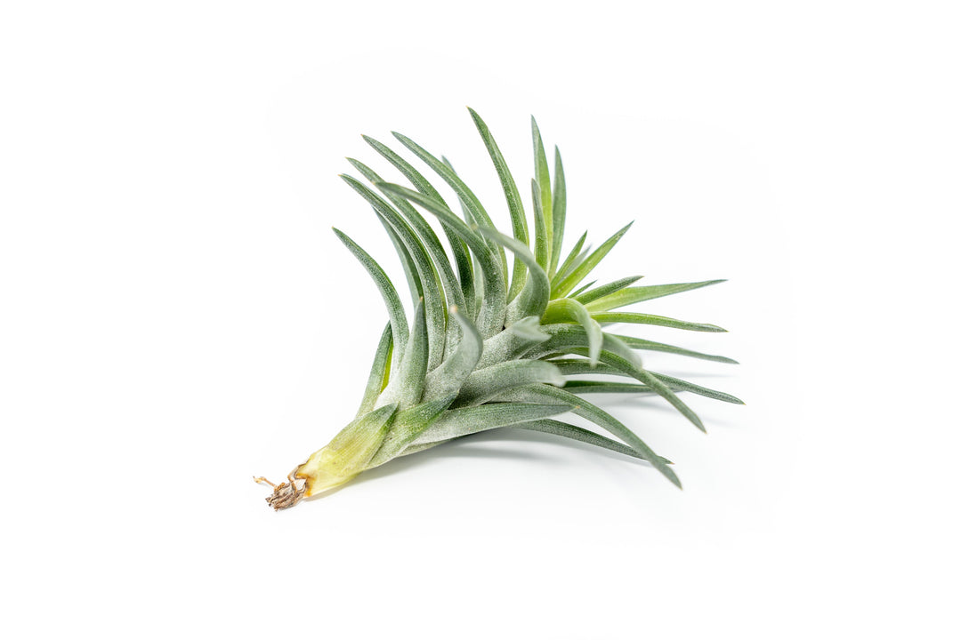 Tillandsia Neglecta Air Plant