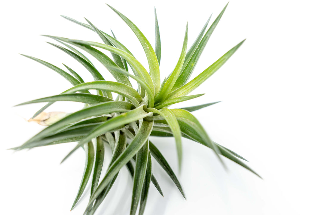 Tillandsia Neglecta Air Plant