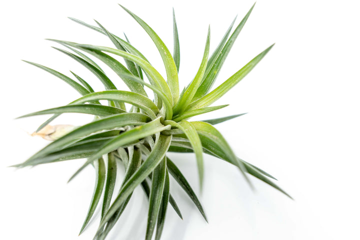 Tillandsia Neglecta Air Plant