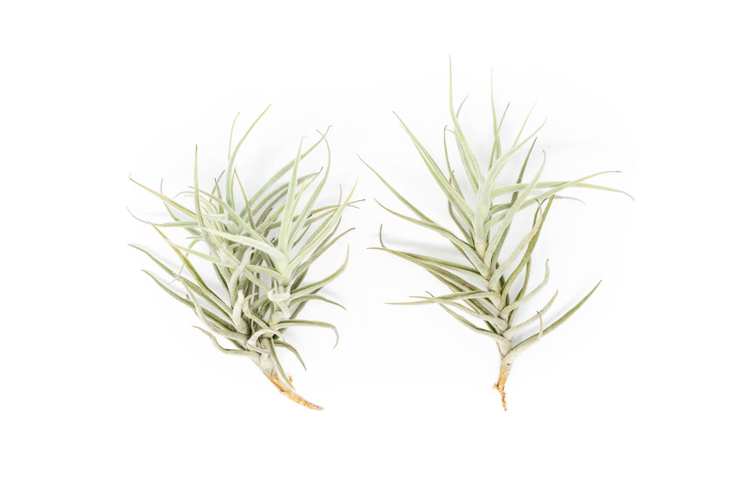 Tillandsia Paleacea Air Plant