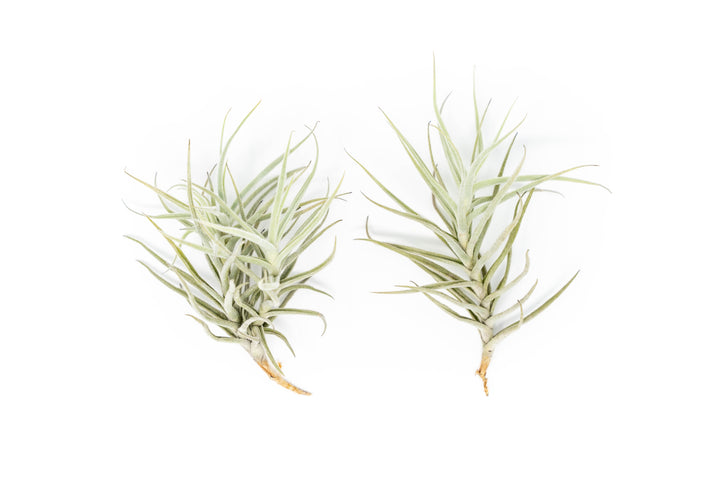 Tillandsia Paleacea Air Plant