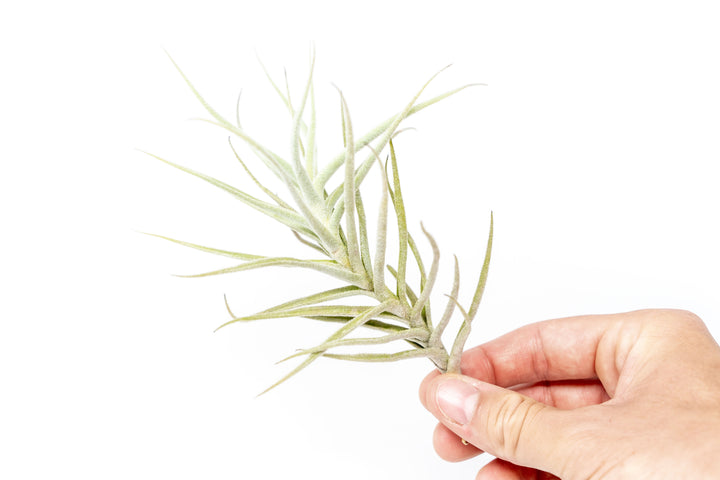Tillandsia Paleacea Air Plant