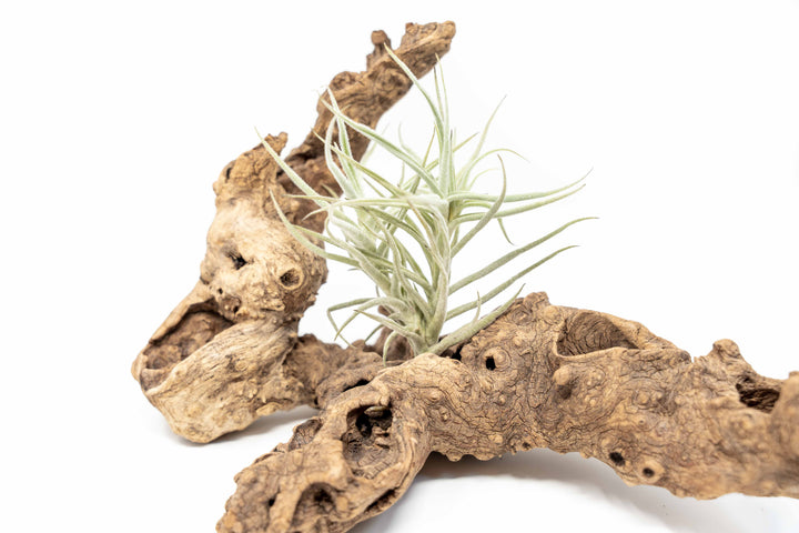 Tillandsia Paleacea Air Plant