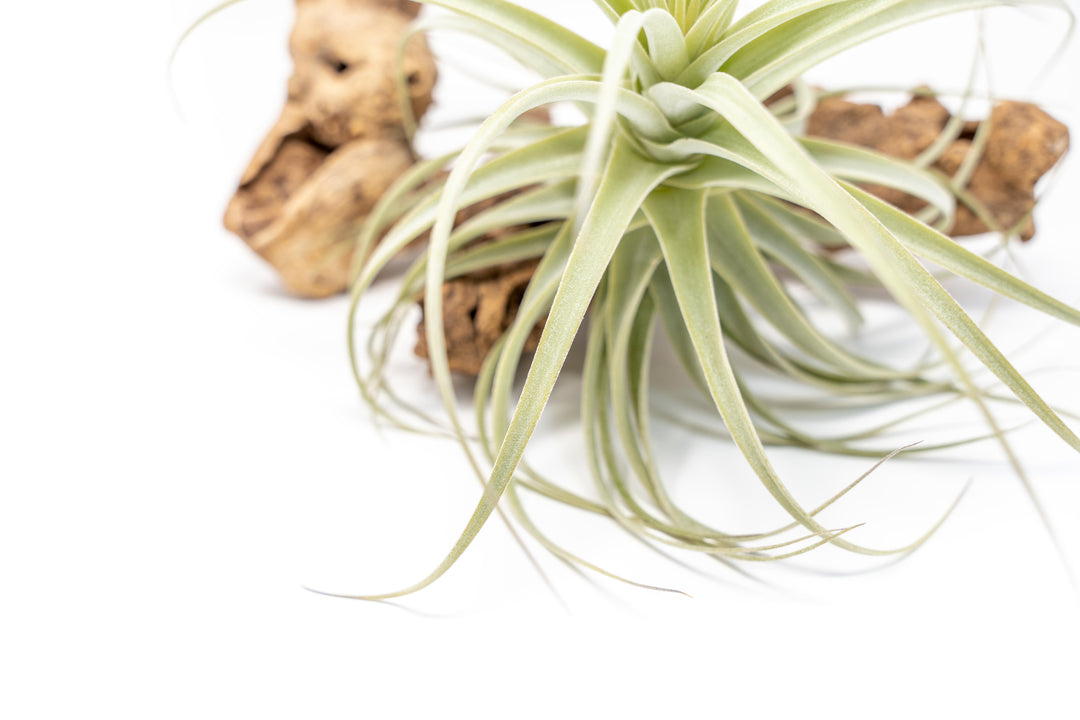 Tillandsia Purpurea Air Plant