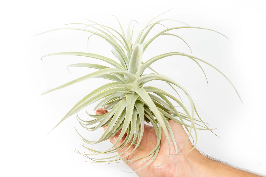 Tillandsia Purpurea Air Plant