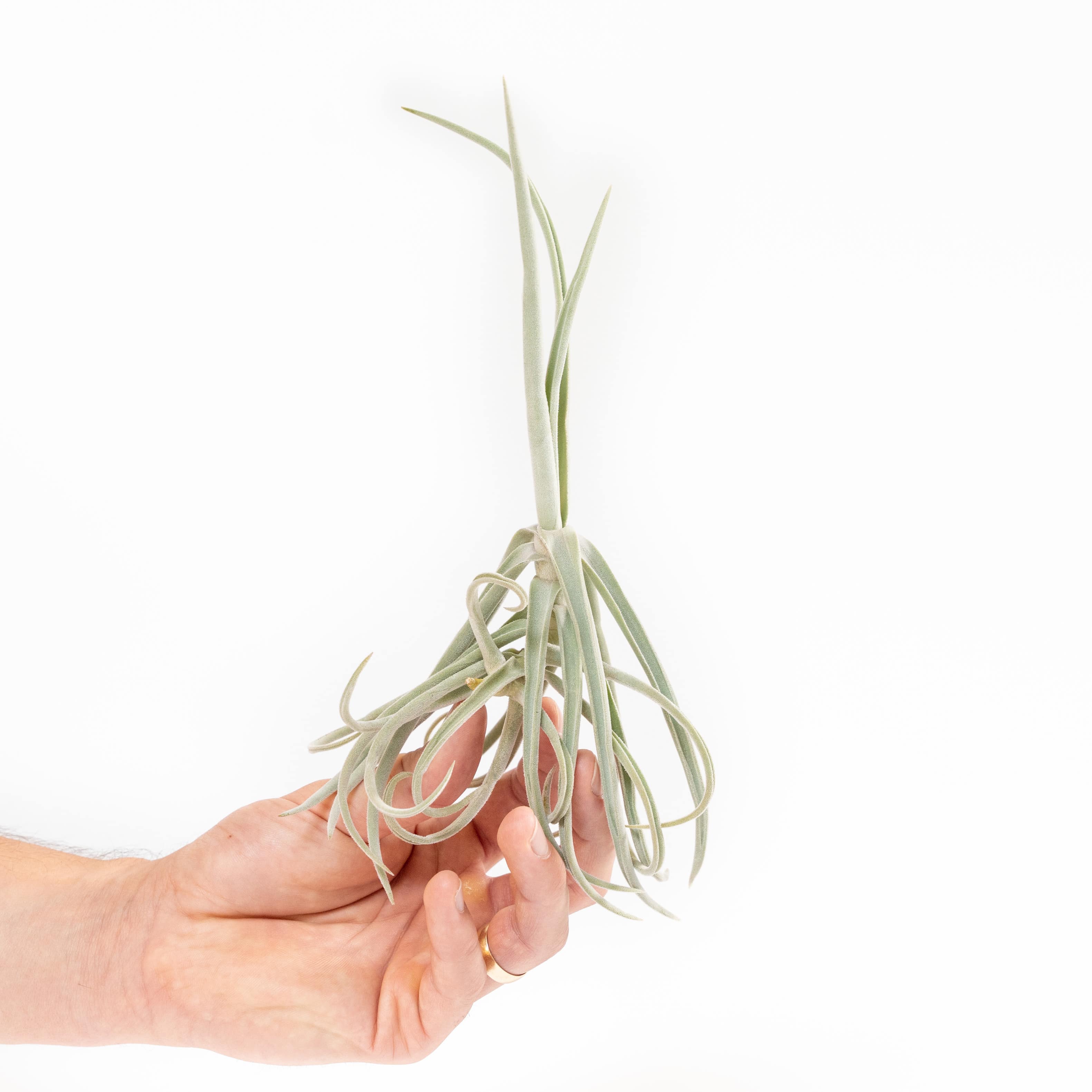 Lorentziana Clump – Air Plant Hub