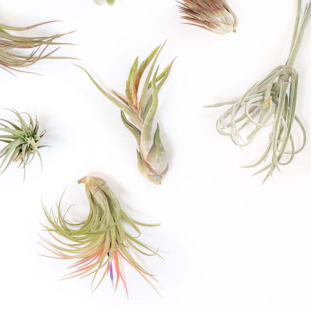 assorted premium tillandsia air plants