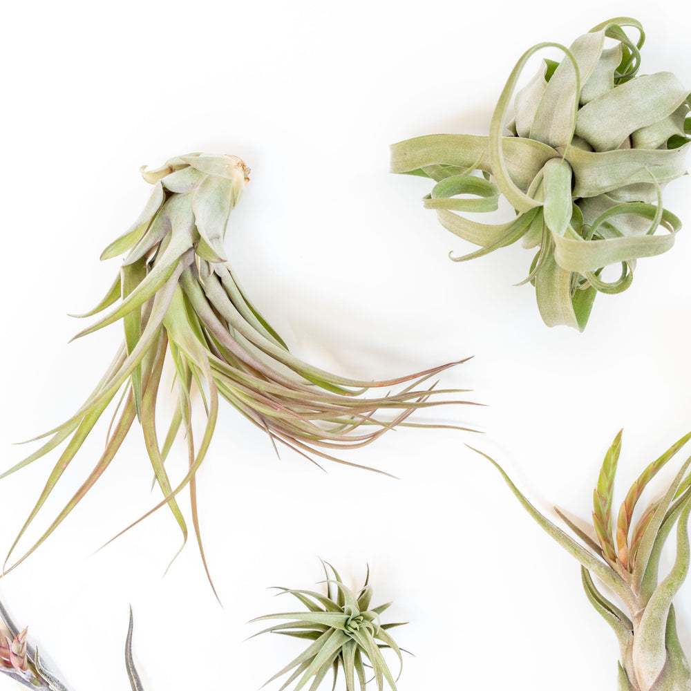 assorted premium tillandsia air plants
