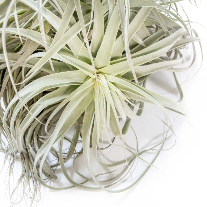 Close Up Of Giant Tillandsia Straminea Clump