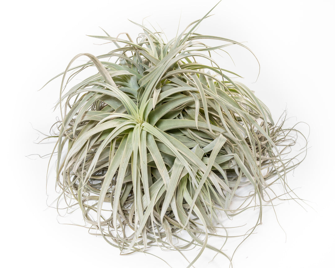 Giant Tillandsia Straminea Clump