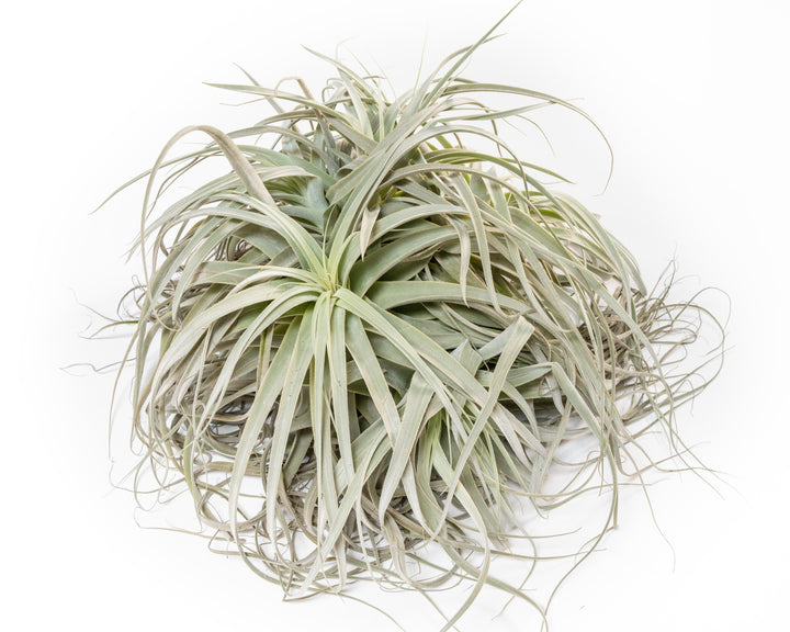 Giant Tillandsia Straminea Clump