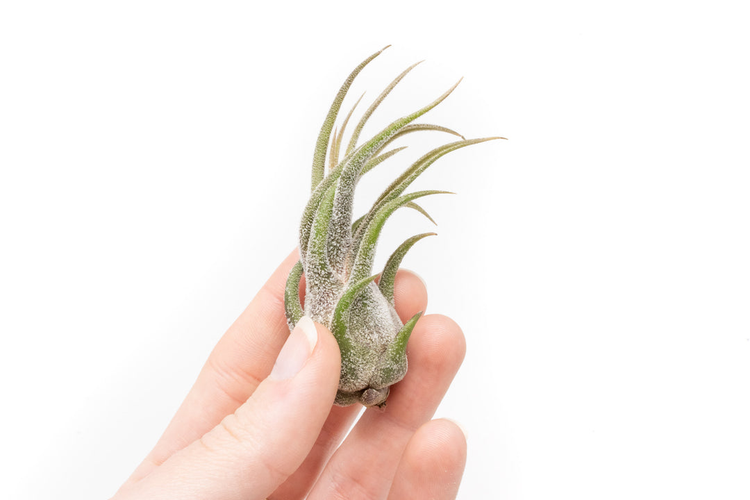 Wholesale - Tillandsia Pruinosa Air Plants